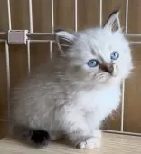 サイベリアン【和歌山県・男の子・2025年7月2日・シナモンリンクスポイント】の写真14