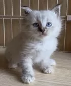 サイベリアン【和歌山県・男の子・2025年7月2日・シナモンリンクスポイント】の写真15