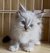 サイベリアン【和歌山県・男の子・2025年7月2日・シナモンリンクスポイント】の写真12