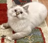 サイベリアン【和歌山県・男の子・2025年7月2日・シナモンリンクスポイント】の写真4