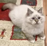 サイベリアン【和歌山県・男の子・2025年7月2日・シナモンリンクスポイント】の写真5