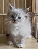 サイベリアン【和歌山県・男の子・2025年7月2日・シナモンリンクスポイント】の写真13