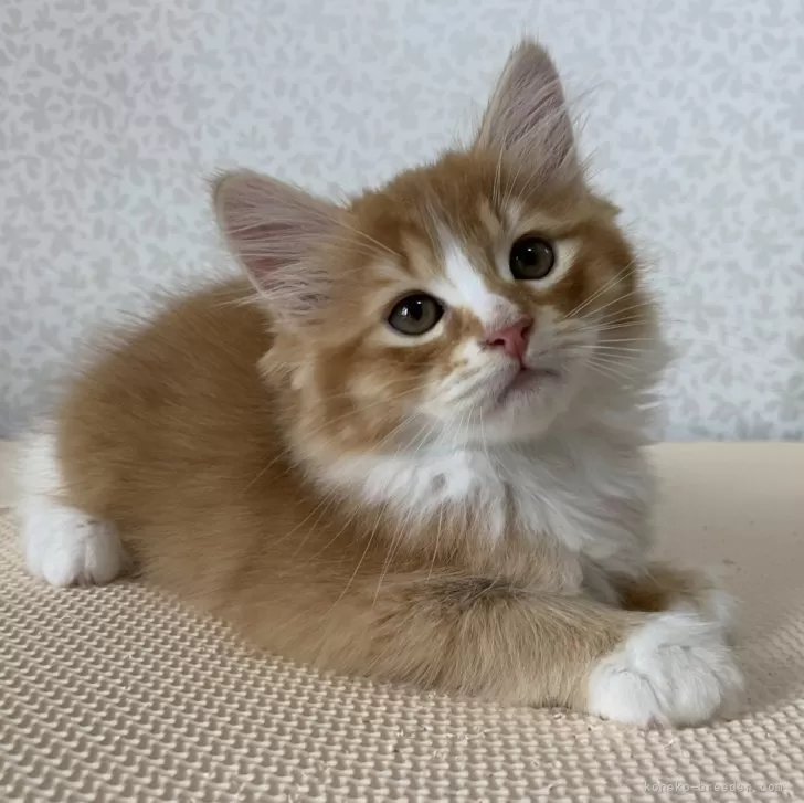 ID：2405-03208の子猫