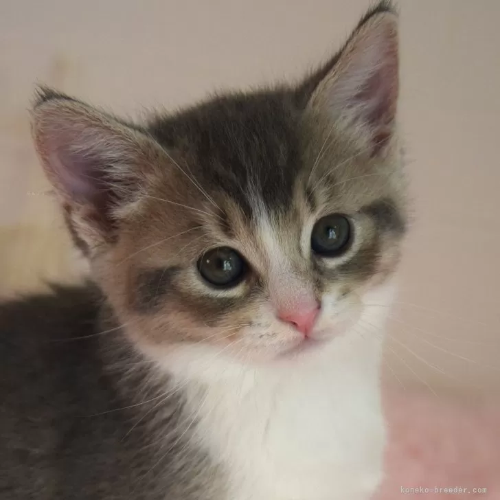 あき 様のお迎えした子猫