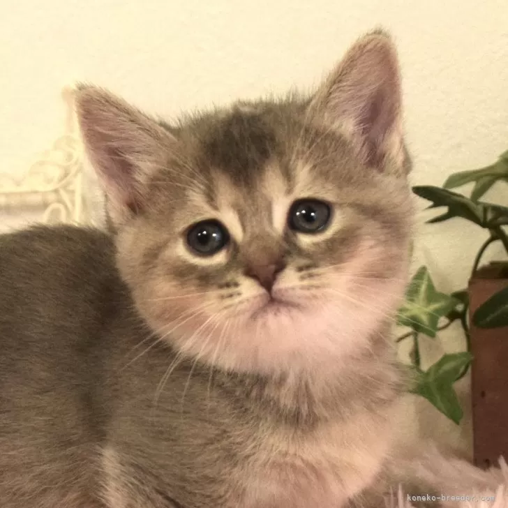 ID：2411-01988の子猫