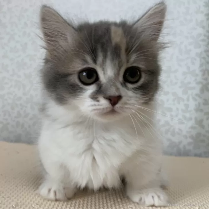 ID:2405-03210の子猫