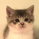 マンチカン(短足)【福島県・男の子・2024年10月5日・ブルー&ホワイト】の写真1