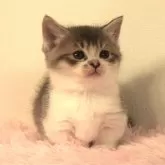 マンチカン(短足)【福島県・男の子・2024年10月5日・ブルー&ホワイト】の写真2