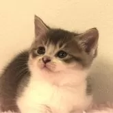 マンチカン(短足)【福島県・男の子・2024年10月5日・ブルー&ホワイト】の写真3