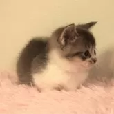 マンチカン(短足)【福島県・男の子・2024年10月5日・ブルー&ホワイト】の写真4