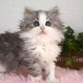 サイベリアン【福島県・男の子・2024年10月25日・シルバータビー&ホワイト】の写真5