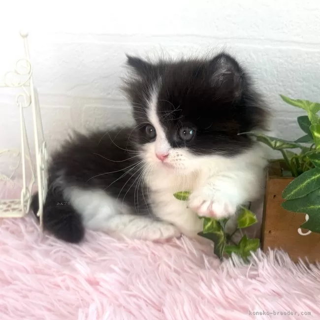 【ブラッキー】可愛い猫（予約） ふとっちぃZooにゃんこ 黒猫 | リードのおみせ Catail