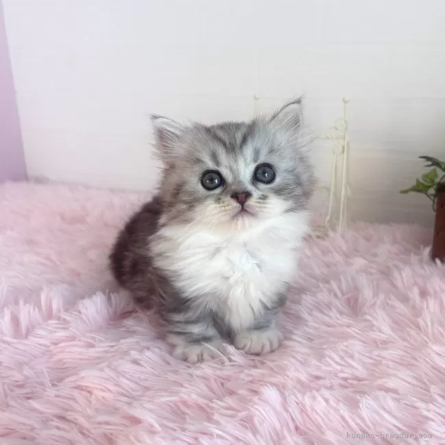 どびんちゃんページ　猫計9体 マンチカン(短足)【埼玉県・女の子・2025年2月11日・クリーム