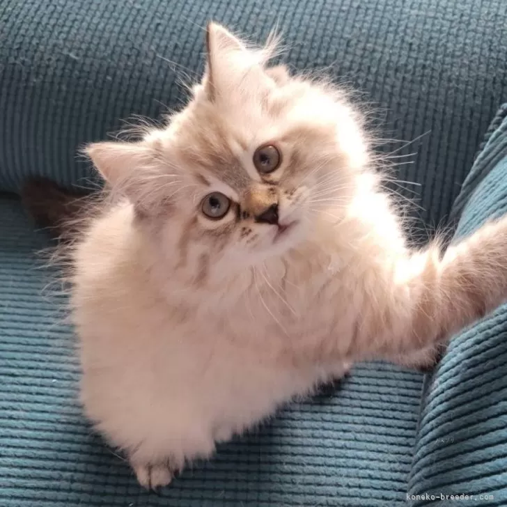 ID：2506-01752の子猫