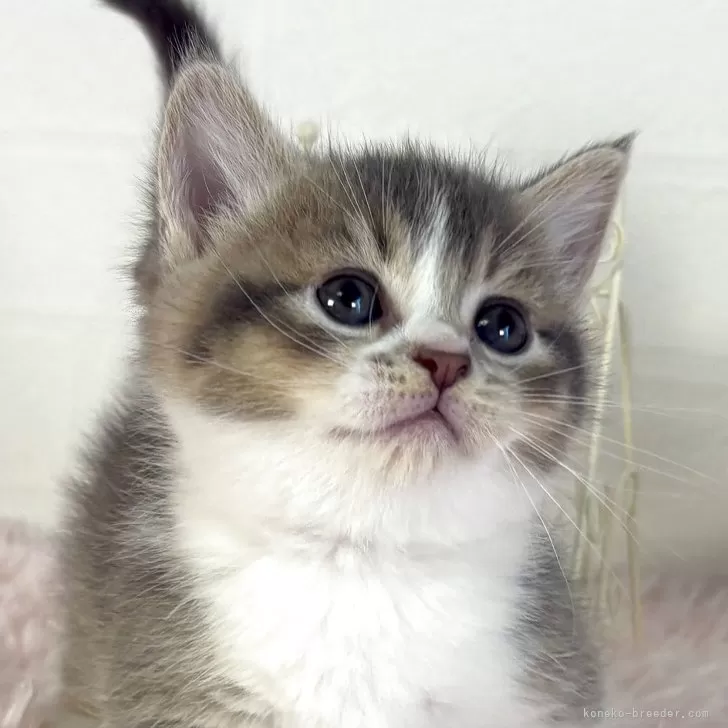 RS 様のお迎えした子猫