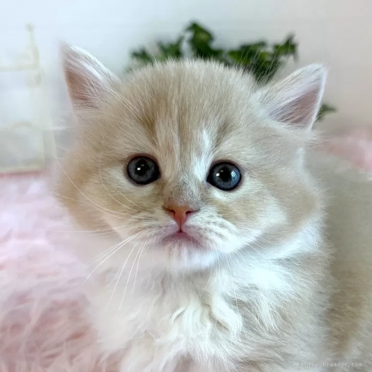 ID：2504-01070の子猫
