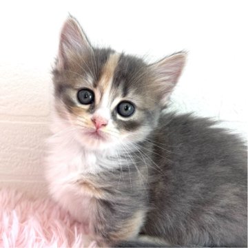 マンチカン(短足)【福島県・女の子・2025年9月17日・ダイリュートキャリコ】の写真「淡い三毛模様がとってもキュート♡」