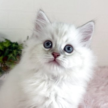 サイベリアン【福島県・男の子・2025年4月24日・ブルーリンクスポイント（ロングコート）】の写真「人と遊ぶのが大好きな青い瞳の男の子」