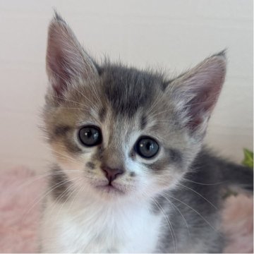 マンチカン(長足)【福島県・男の子・2025年9月17日・ブルータビー&ホワイト】の写真「ブルータビー♡爽やかマンチくん」