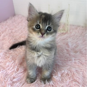 マンチカン(長足)【福島県・女の子・2025年9月17日・ブルークリーム】の写真「ふんわり優しい毛色✨ブルークリームの女の子」