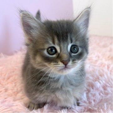 マンチカン(短足)【福島県・男の子・2025年9月17日・ブルークリーム】の写真「ふんわり優しい♡ブルー短足くん」