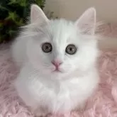 マンチカン(短足)