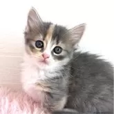 マンチカン(短足)