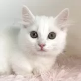 マンチカン(短足)