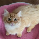 マンチカン(短足)