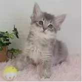 マンチカン(長足)