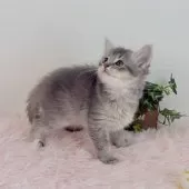 マンチカン(長足)【福島県・男の子・2025年9月17日・ブルークリーム】の写真2