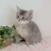 マンチカン(長足)【福島県・男の子・2025年9月17日・ブルークリーム】の写真3