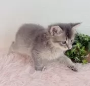 マンチカン(長足)【福島県・男の子・2025年9月17日・ブルークリーム】の写真6