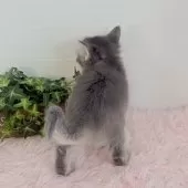 マンチカン(長足)【福島県・男の子・2025年9月17日・ブルークリーム】の写真7