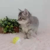 マンチカン(長足)【福島県・男の子・2025年9月17日・ブルークリーム】の写真9