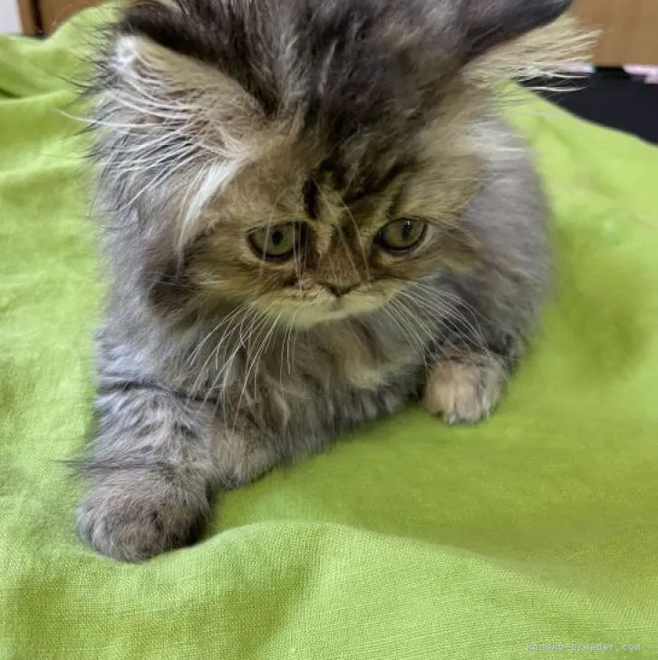 ID：2206-01480の子猫