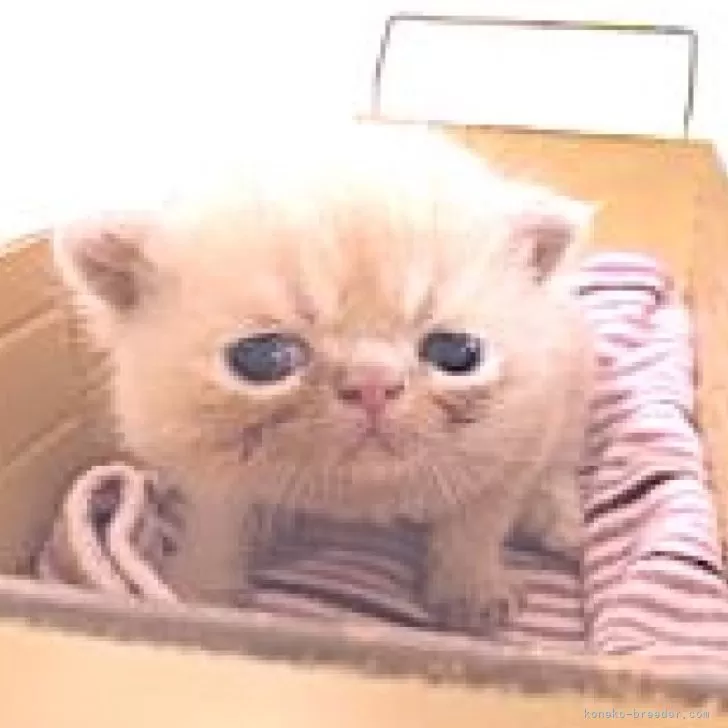 ID：2409-01561の子猫