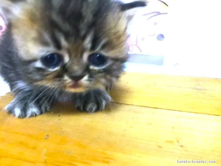 ID:2109-00244の子猫
