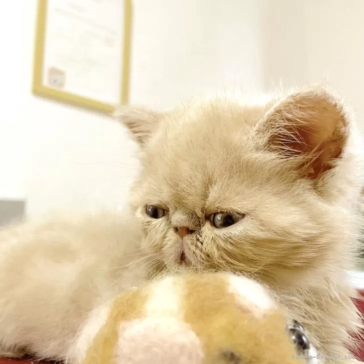 ID:2409-01559の子猫