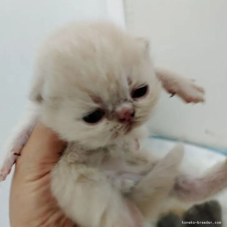 エキゾチックショートヘア【神奈川県・男の子・2022年7月4日・クリーム】の写真1「胸が熱くなります!」