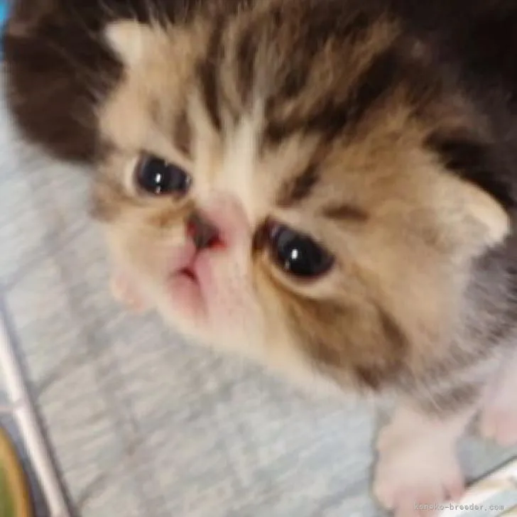 H.S 様のお迎えした子猫