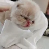 エキゾチックショートヘア【神奈川県・男の子・2022年7月4日・クリーム】の写真3「開眼した朝です」