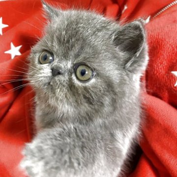 エキゾチックショートヘア【神奈川県・女の子・2025年10月6日・ブルークリーム（柔らかいショート）】の写真「エキゾ界の「オスカルフランソワ　ド　ジャルジェ」」