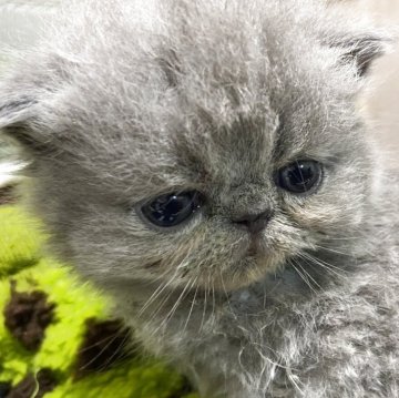 エキゾチックショートヘア【神奈川県・男の子・2025年10月6日・ブルー（やわらかなショート）】の写真「のんびり　おだやか」