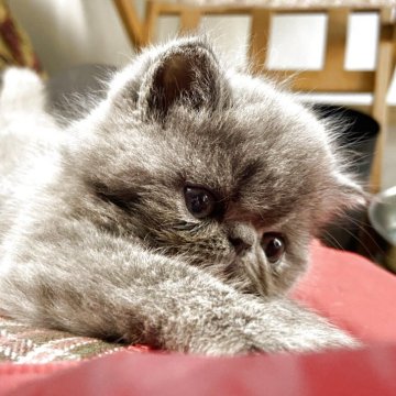 エキゾチックショートヘア【神奈川県・女の子・2025年10月6日・ブルークリーム（やわらかいふわっふわ系）】の写真「キミに届け^_^」