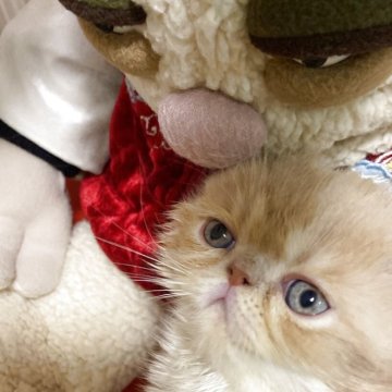 エキゾチックショートヘア【神奈川県・男の子・2025年4月21日・クリーム ホワイト（さらふわっ！）】の写真「レベル違いの健康優良児➕美形猫」