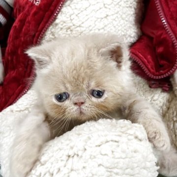 エキゾチックショートヘア【神奈川県・男の子・2025年4月21日・クリームホワイト（シルクのようなふわふわ〜）】の写真「守ってあげたくなるような顔と優しさ」