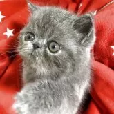 エキゾチックショートヘア