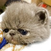 エキゾチックショートヘア