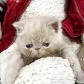 エキゾチックショートヘア